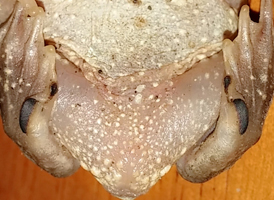 Eastern Spadefoot